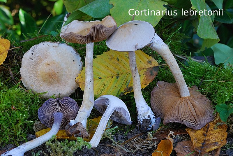 Cortinarius lebretonii-amf623.jpg - Cortinarius lebretonii ; Syn: Cortinarius spilomeus var.lebretonii ; Nom français: Cortinaire de Lebreton